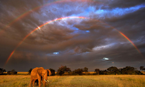 "The planet’s most majestic species are being massacred for nothing nobler than vacation trinkets, hangover remedies and false: promises of miracle cancer cures,” said Carter Roberts, President &amp; CEO of WWF-US. “President Obama’s commitment to help stop the global crime wave that is emptying the continent’s forests and savannas is welcome news.” Photograph courtesy of WWF